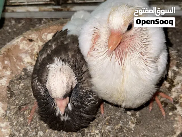 فروخ حمام للذبح