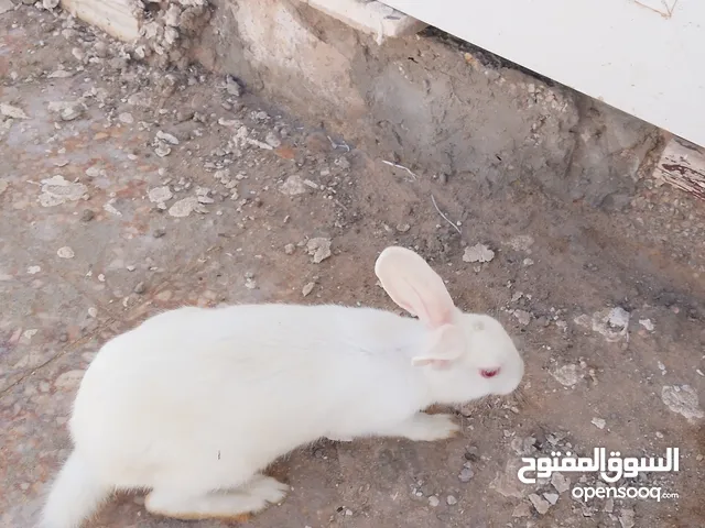 ارنب ملطي البيع