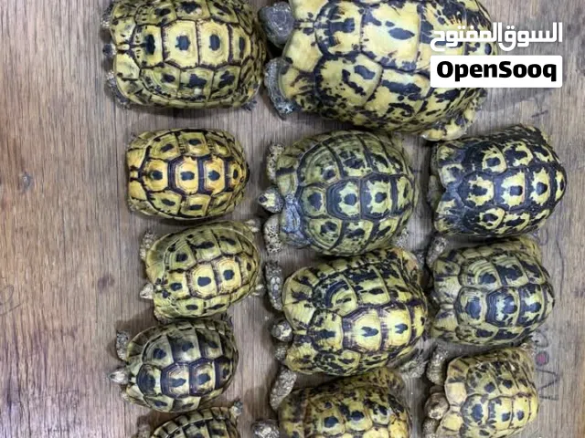 سلاحف البيع