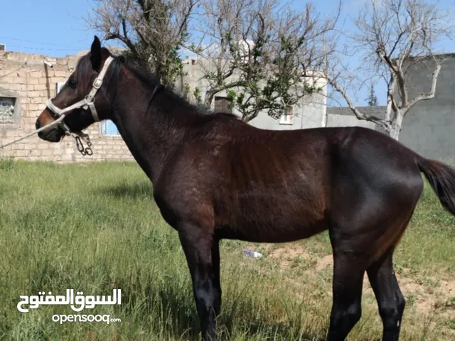حصان انجليزي للبيع العمر 4سنين طايب سرز وسيلة ماشاءالله بدون وراق