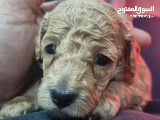 للحجز لحين الفطام جراوي توي بودل