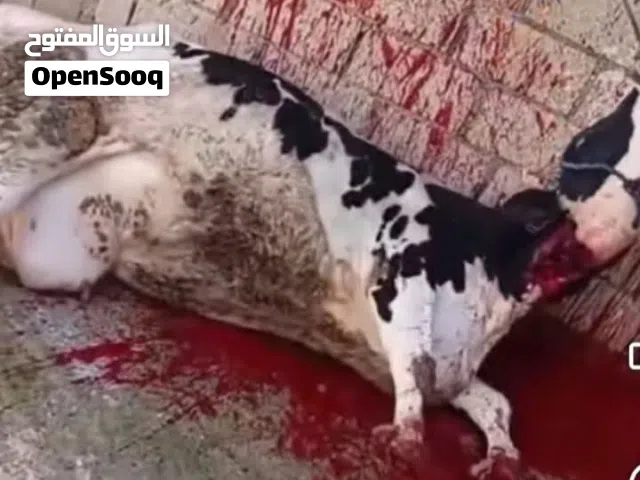 لحام أضاحي متنقل لجميع المنازل