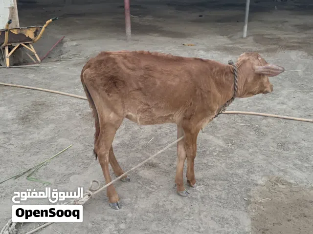 عجلة للبيع