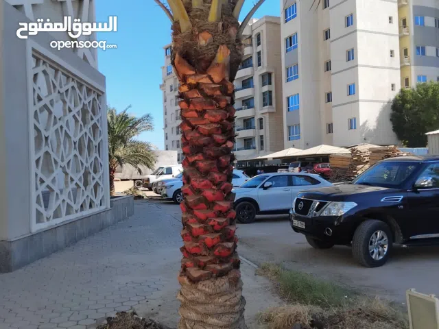 اهوازی تلقیح نخل وقص وتکريب