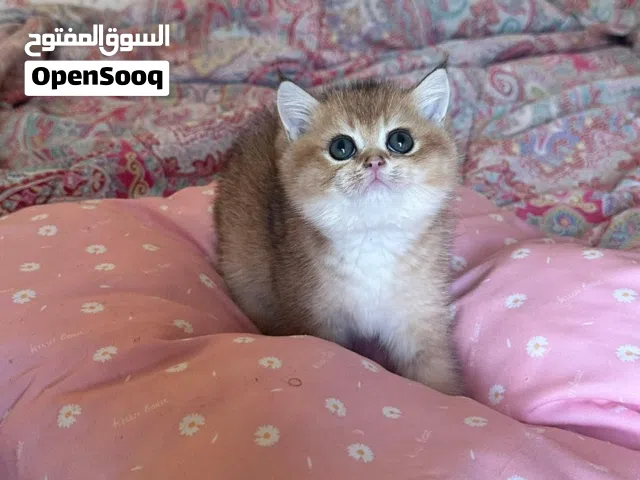 Male for sale pure ذكر سكوتش استريت بيور للبيع