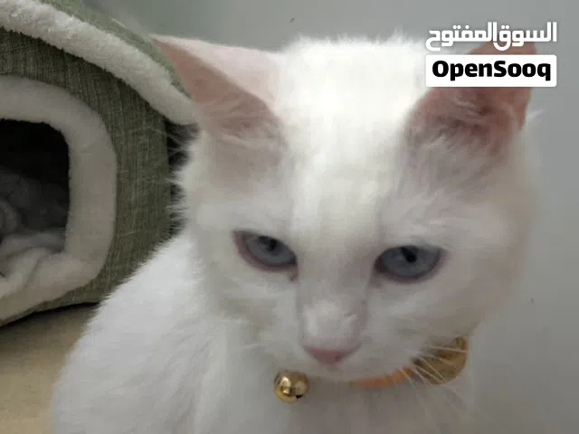 قطة للتبني مع صغارها