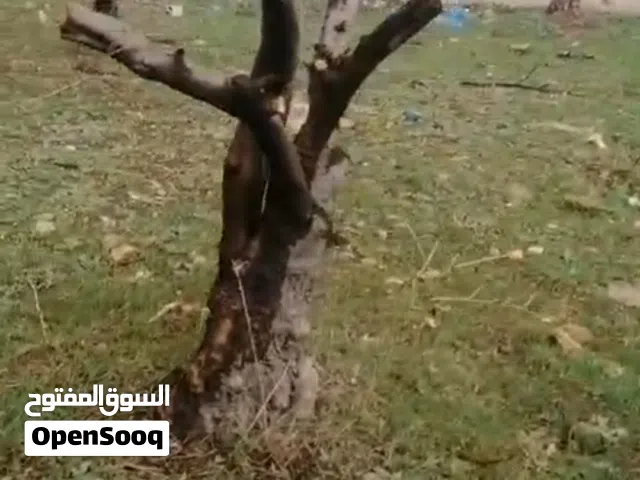 شجر زيتون  بلدي معمر و مثمر