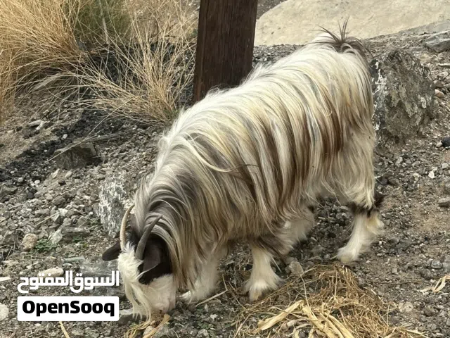 شاه للبيع سلالة جميلة جدا وسمين ينفع للذبح او تربية او الذبح