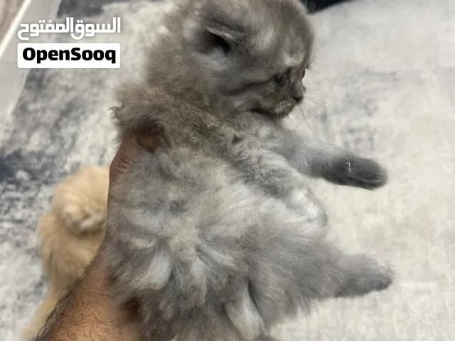 Persian kitten