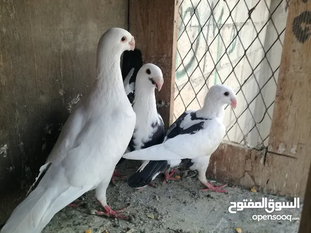 حمام للبيع