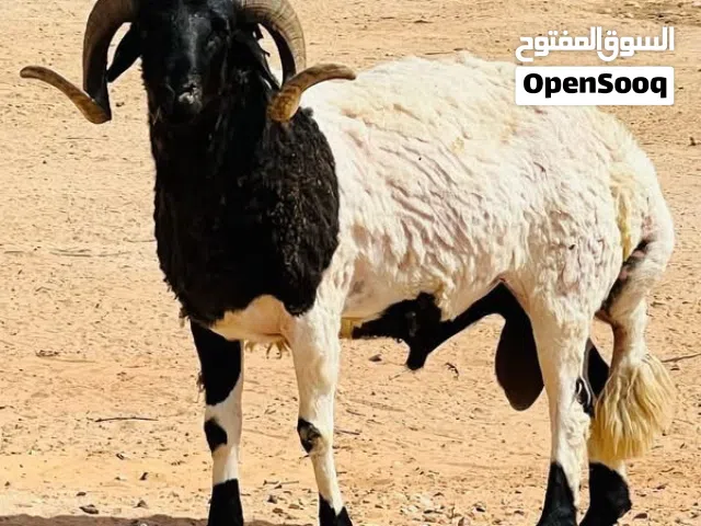 عندي 5 نعاج عز الكسوبة زوز توميات تحتهم زوز خرفان وزوز فطايم وكبش غنم