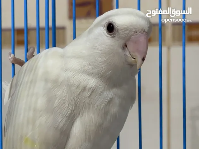 طير(روز) مع قفص مجانا
