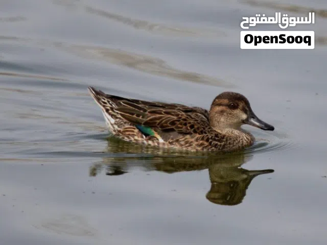 أنثى بط حذاف شتوي الوصف مهم