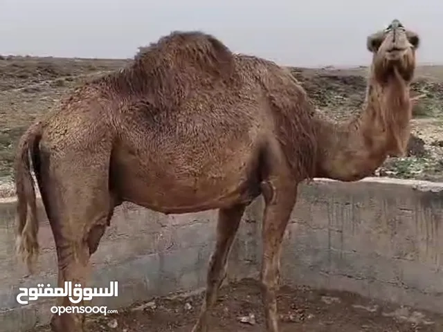 للبيع ناقه قعف محليه