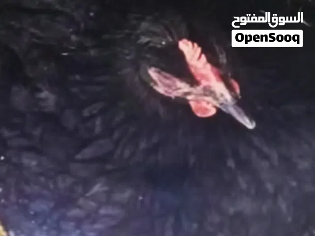 دجاجه كرك للبيع سوداء صارلها 3 ايام كاركه