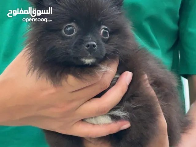 كلب بومرنين لونه اسود ولون الباندا     dog Pomrnin The black and black and white   Male and Female