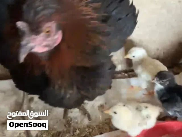 دجاجه مع افرخها للبيع