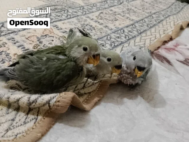 افراخ روز زق