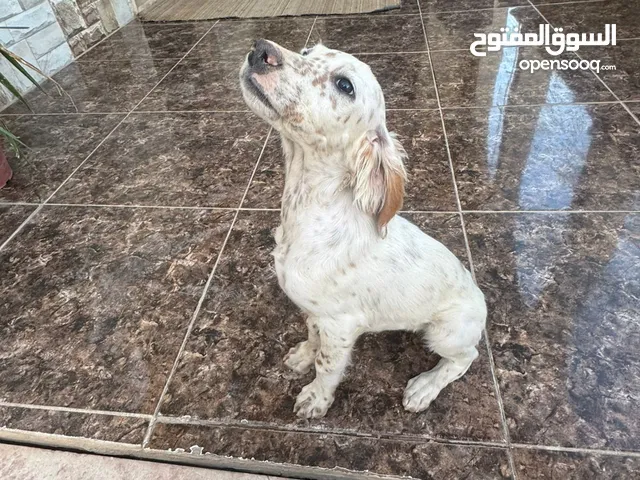 انجلش سيتر بسعر مغري