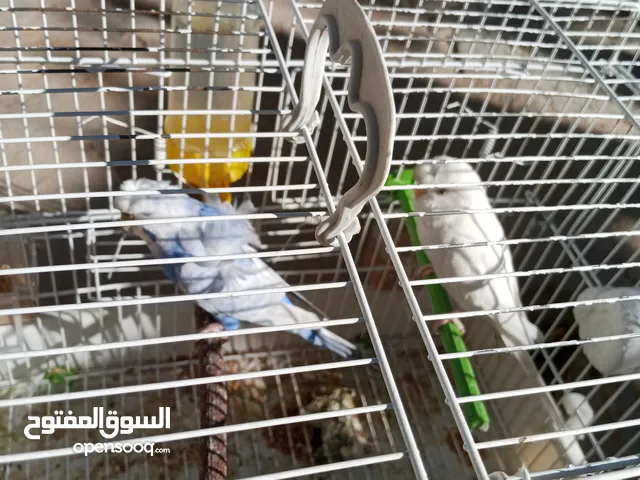 عصافير بقلينو انتي هوقو وودكر شوشة في راسة تحتهم فرخيرين هوقو