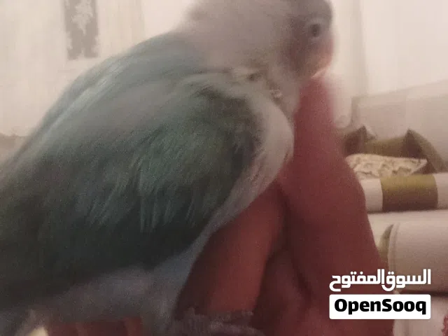فرخ فيشر مروض ترويض فل
