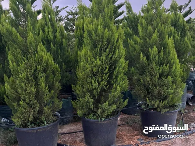 سرو عطري جولد ستار