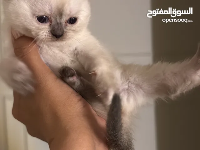 Scottish straight Short hair