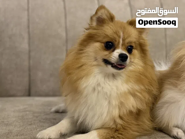للبيع كلاب بومرينيان ( بيور - سلالة عالية )