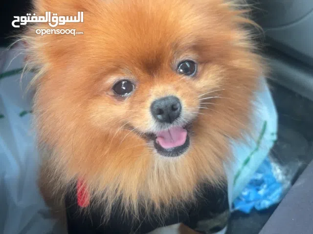 نثية بومارينيان