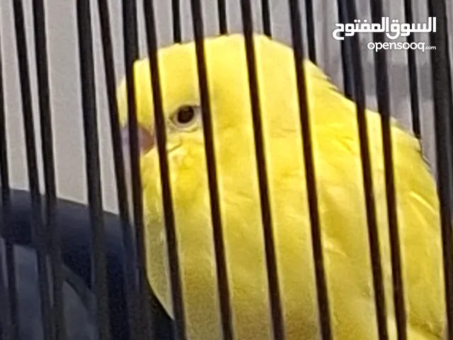 للبدل طير حب ربوه 100% تناديه يجيك شوف الوصف