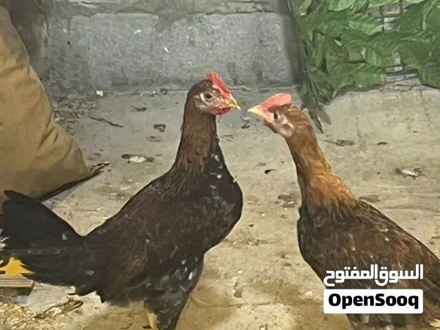 فروجات كويتي عمر 5 اشهر