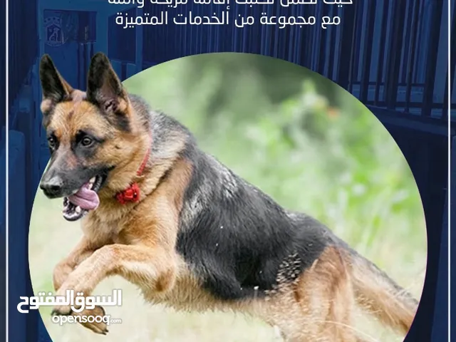 فندقة وتدريب كلاب