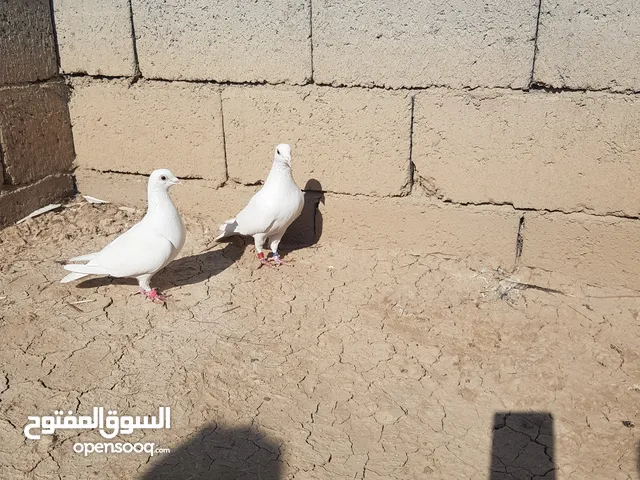 حمام زاجل ابيض وارافل اصفر وابيض فقط واتساب واتصال