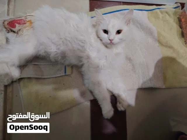 قطة من نوع شيرازي اليفة جدا   تحتاج دكتور بيطري لتعرضها لحادث،، الي مهتم يتواصال لانو خرام رح تموت