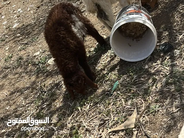 4 عبر صلاة النبي عليهم ماخذات جميع المطاعيم