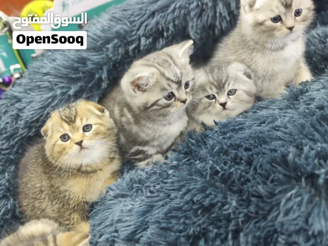 قطط سكوتش فولت جولدن ny 24 وبريت السلفر شدد سكوتش فولد سيرفر شديد 55 يوم العمر