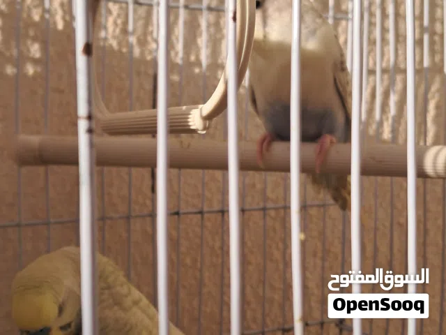 اقرا الوصف