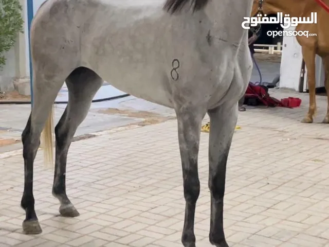 خيل عربي خصي جمال بيعة مستعجلة