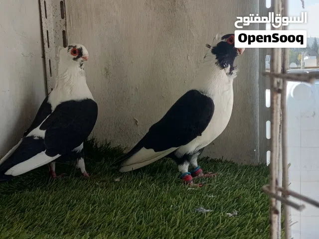 جوز مخلف اسطنبولي برمن قطش ومقاليب  ثاني بطن الهن شغال كفاله موجود صور اولادهن