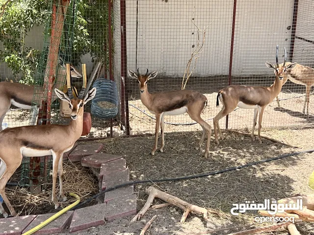 متوفر ذكور واناث غزال الديماني