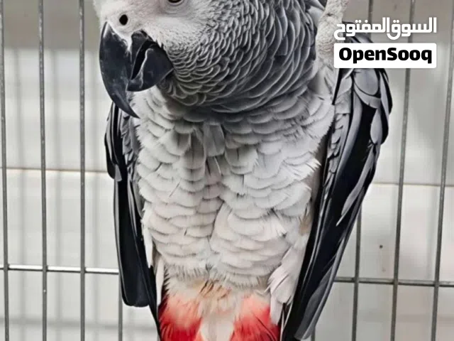مطلوب فرخ كاسكو