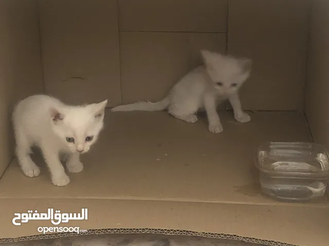 قطه شيرازي الوحد 15