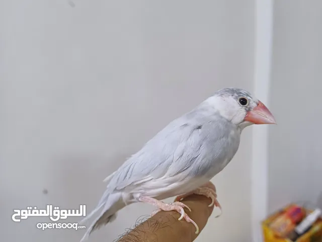 جاوا ربوه نادر نادر