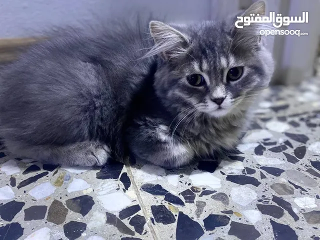 قطط للبيع عدد اربعة