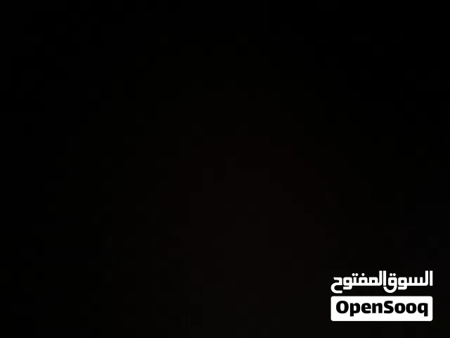 كلب زينه لولو انثى سعر 85وبي مجال