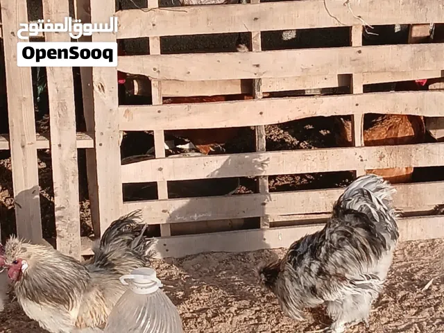 دجاجه  للبيع زليتن