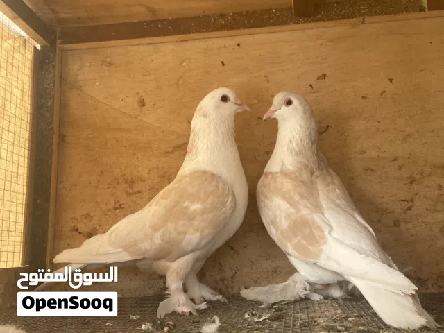 حمام زينه ل البيع على سبعه ونص