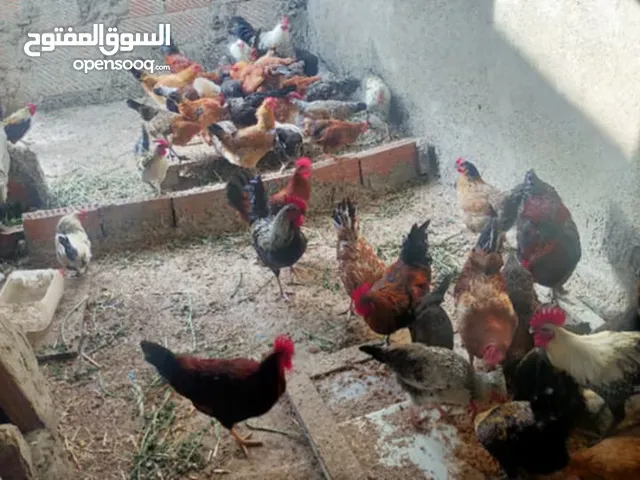 بيض للبيع عضم