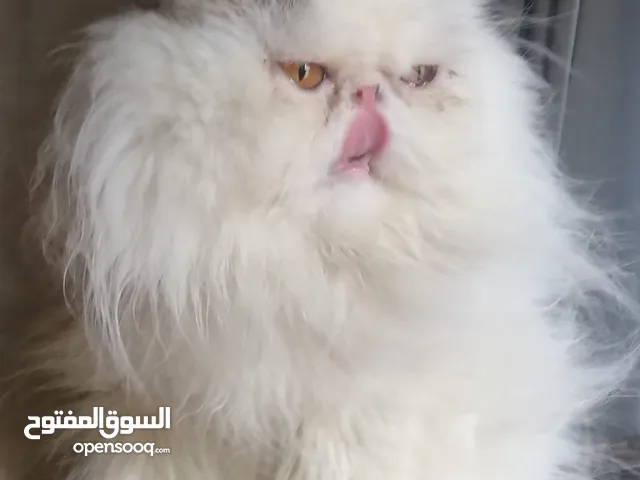 أجمل دكر ونتايه حامل فانات