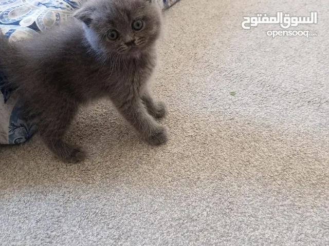 كتين ذكر سكوتش فولد